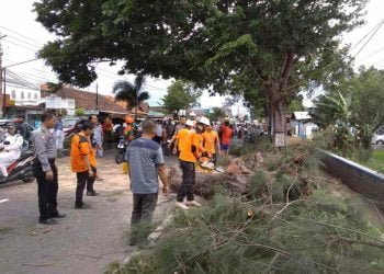 Satpam jadi Korban Pohon Cemara yang Tumbang