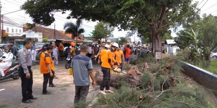 Satpam jadi Korban Pohon Cemara yang Tumbang