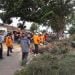 Satpam jadi Korban Pohon Cemara yang Tumbang