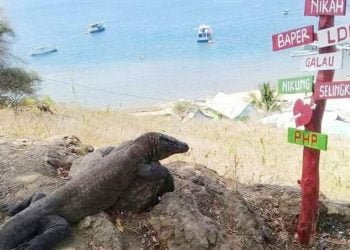 ASITA NTT: Manggarai Barat Butuh Polisi Pariwisata