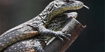 Penyelundup Anak Komodo Tertangkap, Polri Diminta Usut Jaringanya