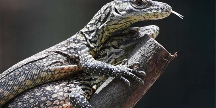 Penyelundup Anak Komodo Tertangkap, Polri Diminta Usut Jaringanya