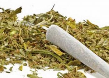 Oknum Satpam Tertangkap BNNP Maluku Karena Simpan Ganja