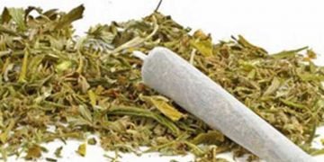 Oknum Satpam Tertangkap BNNP Maluku Karena Simpan Ganja