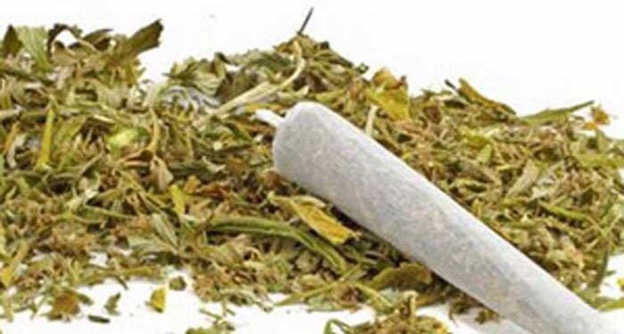 Oknum Satpam Tertangkap BNNP Maluku Karena Simpan Ganja