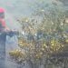 Akibat Satpam Lalai, Hutan Lindung Terbakar