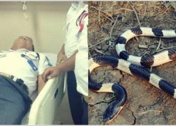 Inilah Kronologi Satpam Digigit Ular Belang