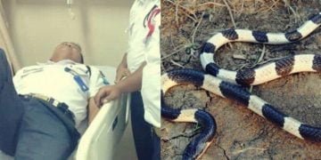 Inilah Kronologi Satpam Digigit Ular Belang