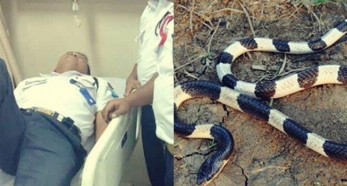 Inilah Kronologi Satpam Digigit Ular Belang