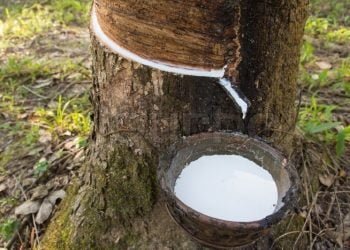 Satpam Ringkus Pencuri Getah Karet di PTPN III Serdang Bedagai