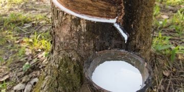 Satpam Ringkus Pencuri Getah Karet di PTPN III Serdang Bedagai