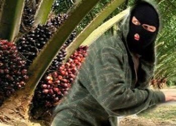 Satpam Gagalkan Pencurian Sawit