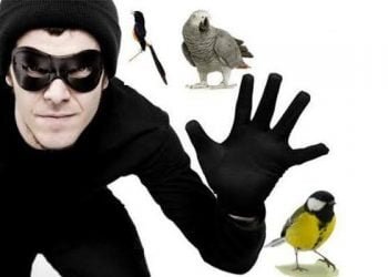 Satpam Gagalkan Pencurian Burung Kolibri di Depok