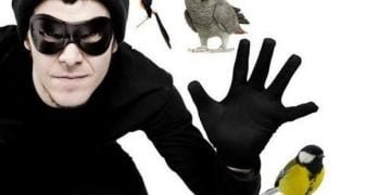 Satpam Gagalkan Pencurian Burung Kolibri di Depok