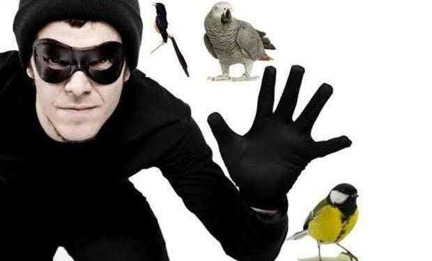 Satpam Gagalkan Pencurian Burung Kolibri di Depok