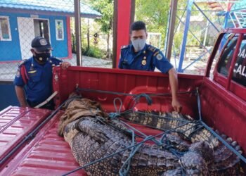 Heboh, 15 Satpam Selamatkan Buaya yang Terjepit