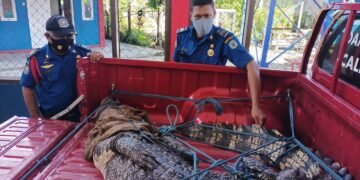 Heboh, 15 Satpam Selamatkan Buaya yang Terjepit