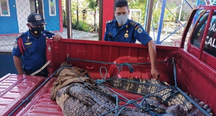Heboh, 15 Satpam Selamatkan Buaya yang Terjepit