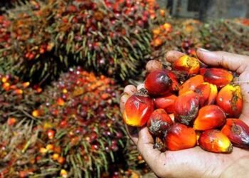 Satpam Amankan Pencuri Sawit PT Socfindo Kebun Bangun Bandar