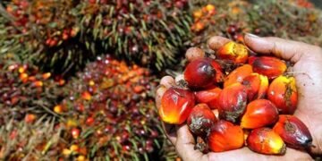 Satpam Amankan Pencuri Sawit PT Socfindo Kebun Bangun Bandar