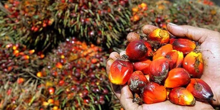 Satpam Amankan Pencuri Sawit PT Socfindo Kebun Bangun Bandar