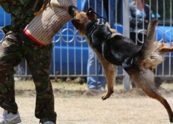 Anjing Milik Presiden Joe Biden Gigit Sekuriti Gedung Putih