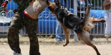 Anjing Milik Presiden Joe Biden Gigit Sekuriti Gedung Putih