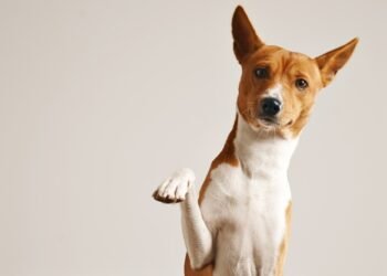 Polisi Berhasil Ringkus Sekuriti Pelaku Teror Kepala Anjing