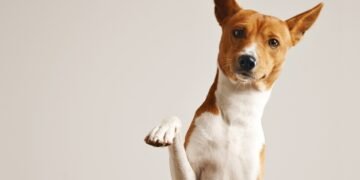 Polisi Berhasil Ringkus Sekuriti Pelaku Teror Kepala Anjing