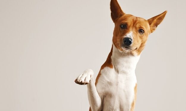 Polisi Berhasil Ringkus Sekuriti Pelaku Teror Kepala Anjing