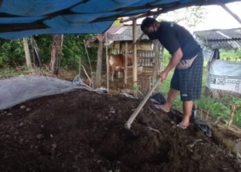 Kisah Satpam di PHK, Bangkit Bertahan dengan ‘Kotoran Sapi’