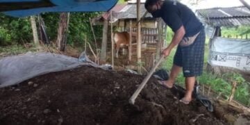 Kisah Satpam di PHK, Bangkit Bertahan dengan ‘Kotoran Sapi’