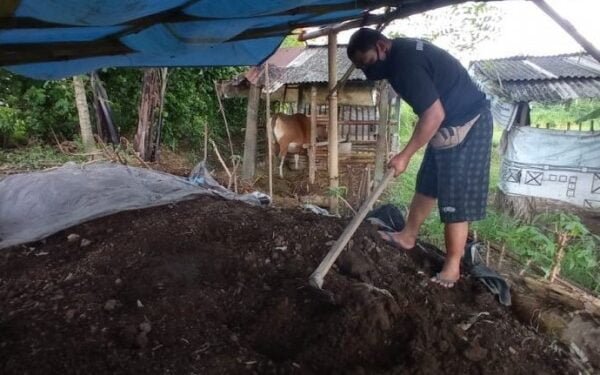 Kisah Satpam di PHK, Bangkit Bertahan dengan ‘Kotoran Sapi’