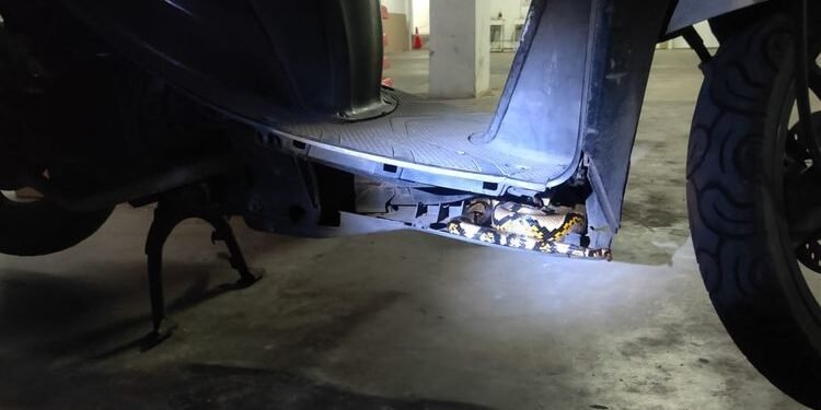 Tengah Bertugas, Motor Satpam Dimasuki Ular Sanca