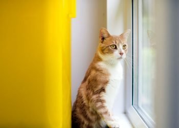 Sekuriti di Inggris Berhadapan dengan Hukum Setelah Bunuh Kucing