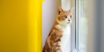 Sekuriti di Inggris Berhadapan dengan Hukum Setelah Bunuh Kucing