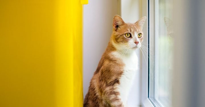 Sekuriti di Inggris Berhadapan dengan Hukum Setelah Bunuh Kucing