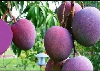 Empat Sekuriti di India Ditugaskan Jaga Mangga