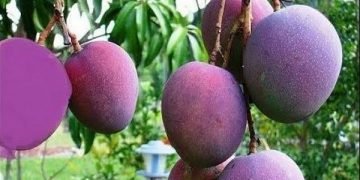 Empat Sekuriti di India Ditugaskan Jaga Mangga