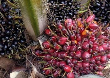 Di Pengadilan, Tersangka Pencuri Sawit Mengaku Kepergok Satpam