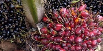 Di Pengadilan, Tersangka Pencuri Sawit Mengaku Kepergok Satpam