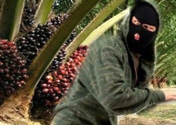 Satpam Perkebunan Berhasil Amankan Pencuri Kelapa Sawit