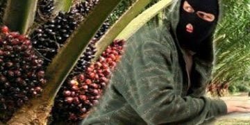 Satpam Perkebunan Berhasil Amankan Pencuri Kelapa Sawit