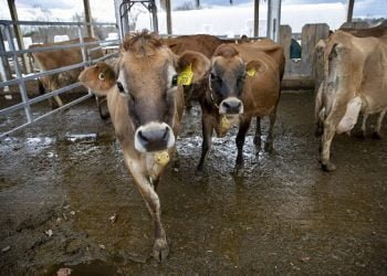 Sisihkan Uang Rokok Setahun, Satpam Kurban Empat Ekor Sapi