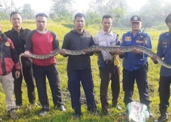 Masuk Area Kampus IPB, Ular Sanca Batik Gigit Satpam