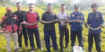 Masuk Area Kampus IPB, Ular Sanca Batik Gigit Satpam