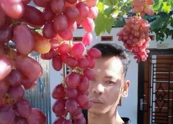 Ramses, Satpam yang Miliki Omzet Rp5-10 Juta Per Bulan dari Budi Daya Anggur