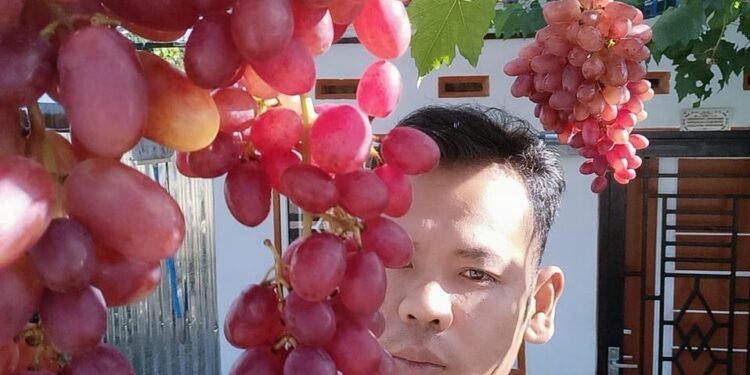 Ramses, Satpam yang Miliki Omzet Rp5-10 Juta Per Bulan dari Budi Daya Anggur