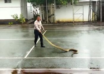 Wow, Satpam Tangkap Ular Sanca dengan Tangan Kosong