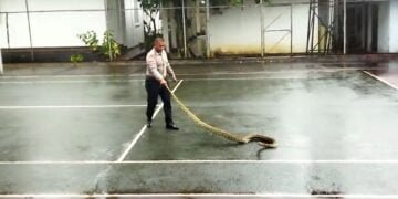 Wow, Satpam Tangkap Ular Sanca dengan Tangan Kosong